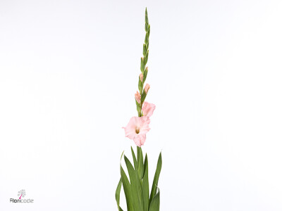 Gladiolus (Large-flowered Grp) 'Jarama'