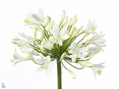 Agapanthus (Funnel Grp) Snow Star