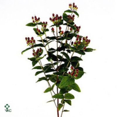 Hypericum x inodorum Royal Flair