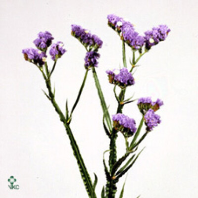 Limonium sinuatum 'Sky Birds'