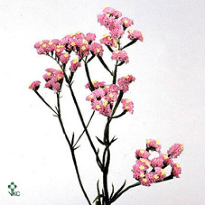 Limonium sinuatum Sunday Pink