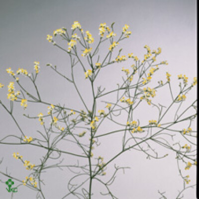 Limonium sinense China White