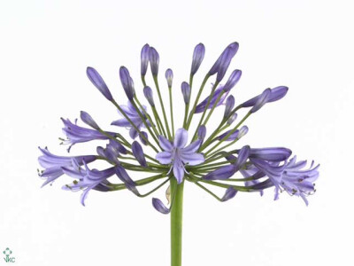 Agapanthus (Trumpet Grp) 'Swedish Blue'