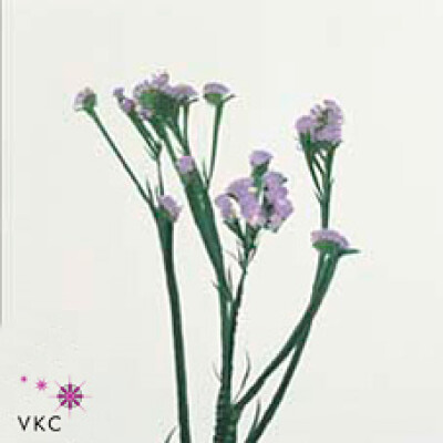 Limonium sinuatum Ocean Wings
