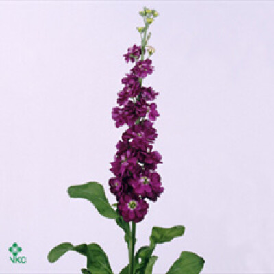 Matthiola incana 'Lucinda Purple'