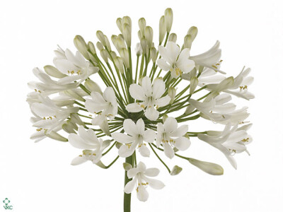 Agapanthus (Trumpet Grp) 'Polar Ice'