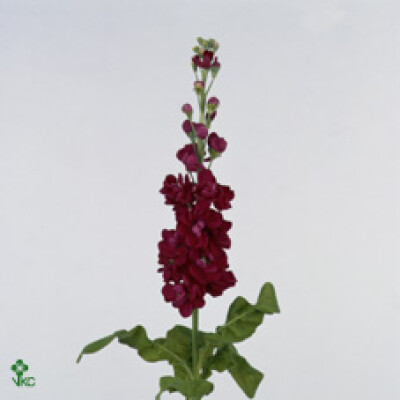 Matthiola incana 'Lucinda Red'