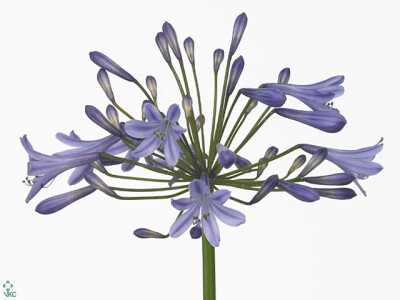 Agapanthus (Trumpet Grp) 'Columba'