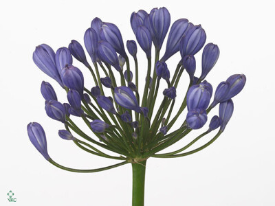 Agapanthus 'Buddy Blue'