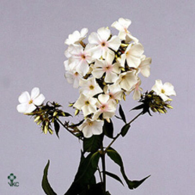 Phlox (Paniculata Grp) Mont Blanc