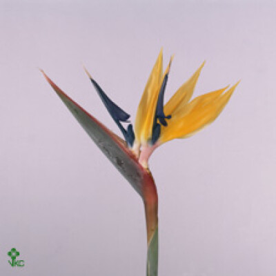 Strelitzia reginae 'Yellow Josephien'