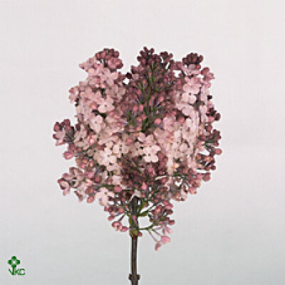Syringa x hyacinthiflora 'Maiden's Blush'