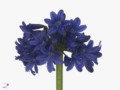 Agapanthus 'Sofie'