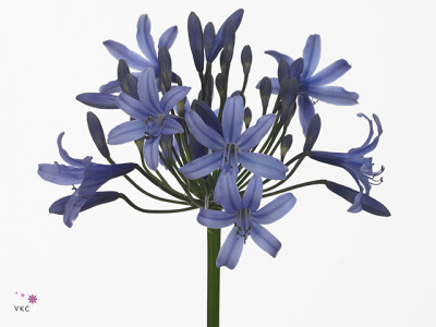 Agapanthus Happy Blue