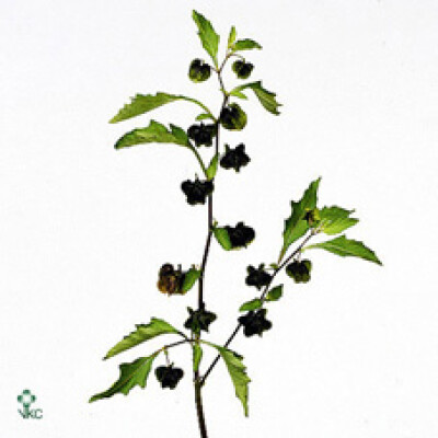 Nicandra physalodes 'Purpurea'