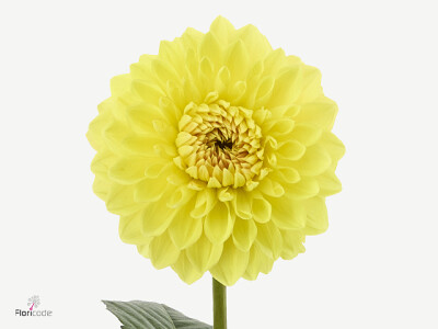 Dahlia (Ball Grp) Dazz Liesbeth