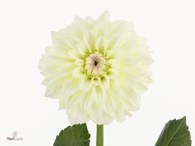 Dahlia (Decorative Grp) Dazz Corrie
