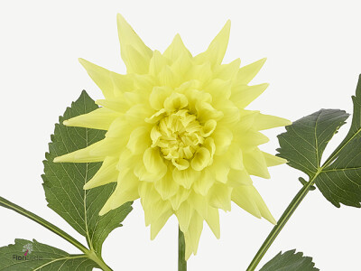 Dahlia (Semi-Cactus Grp) Dazz Sanne