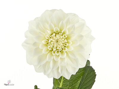 Dahlia (Decorative Grp) Dazz Kim