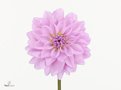 Dahlia (Decorative Grp) Dazz Anne