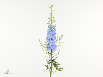 Delphinium dubbelbloemig (Elatum Grp) Amor Baby Blue