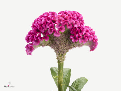 Celosia argentea (Cristata Grp) 'Electric Pink'