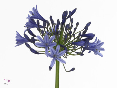 Agapanthus 'Map'