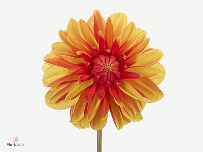 Dahlia (Decorative Grp) 'Japlou'