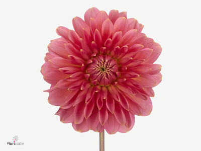 Dahlia (Decorative Grp) 'Raspberry Delight'