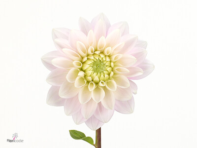 Dahlia (Decorative Grp) 'Pink Delight'