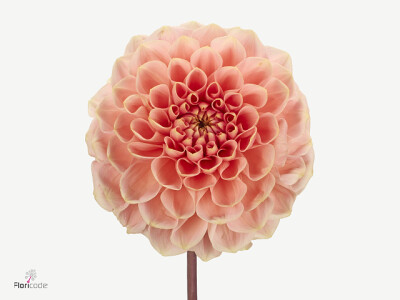 Dahlia (Ball Grp) Salmon Delight