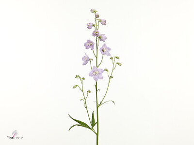 Delphinium dubbelbloemig (Elatum Grp) 'Delphi's ZoÃ«'