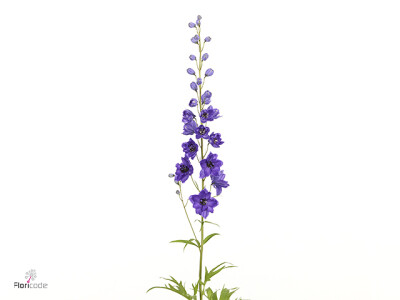 Delphinium dubbelbloemig (Elatum Grp) 'Delphi Guus'