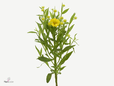 Helenium 'Tweety'