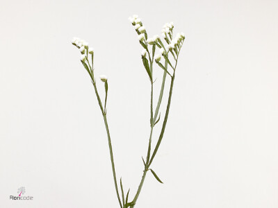 Limonium sinuatum Glacier Trophy