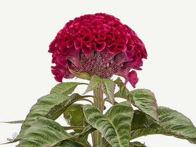 Celosia argentea (Cristata Grp) 'Yvonne'