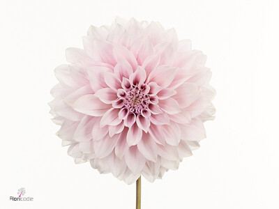 Dahlia (Decorative Grp) 'Titan Ballerina Blush'