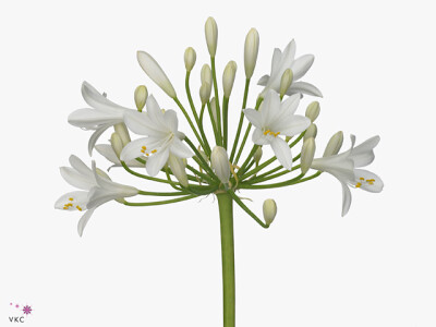 Agapanthus 'Gletsjer'