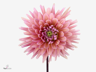 Dahlia (Semi-Cactus Grp) 'Madeleine'