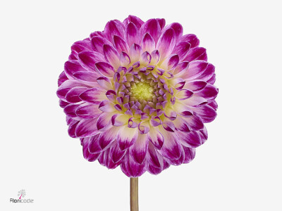 Dahlia (Decorative Grp) 'Cera's Corsage'