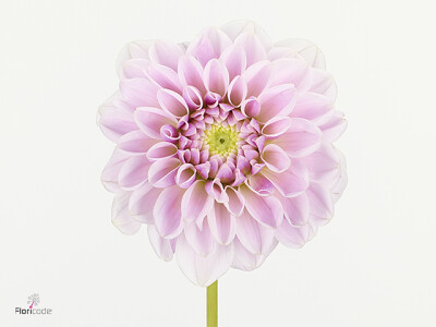 Dahlia (Decorative Grp) 'Pink Silk'