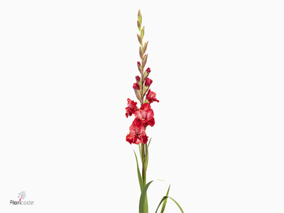 Gladiolus (Large-flowered Grp) 'Velvet Raspberry'
