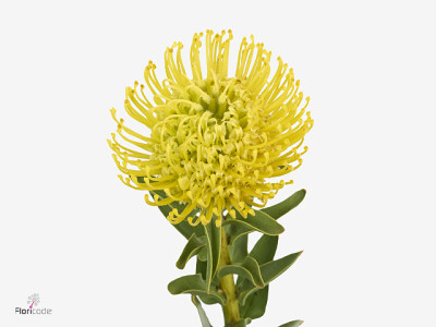 Leucospermum Ayoba Yellow Pepper