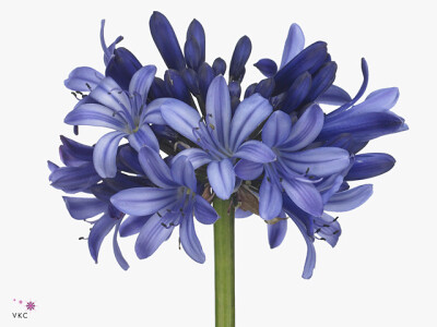 Agapanthus 'Heidy'