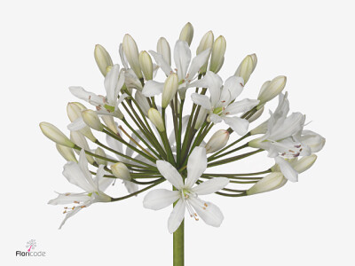 Agapanthus 'Barcelona'