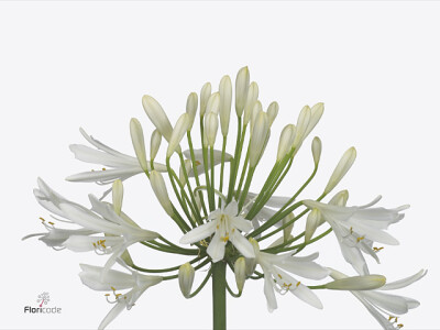 Agapanthus 'Henry's White'