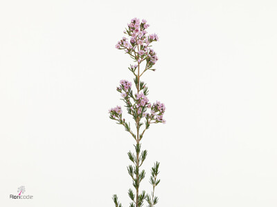 Chamelaucium 'Paddy's Pink'