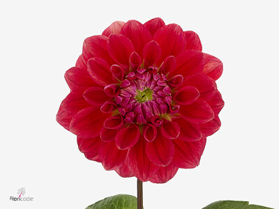 Dahlia (Decorative Grp) 'Friendship'