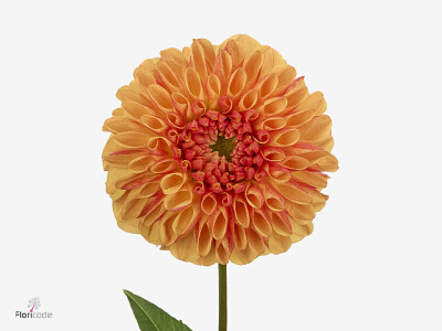Dahlia (Decorative Grp) 'Dazz Bowie'