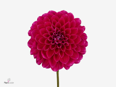 Dahlia (Decorative Grp) 'Dazz Tineke'